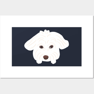 Innocent Maltipoo Posters and Art